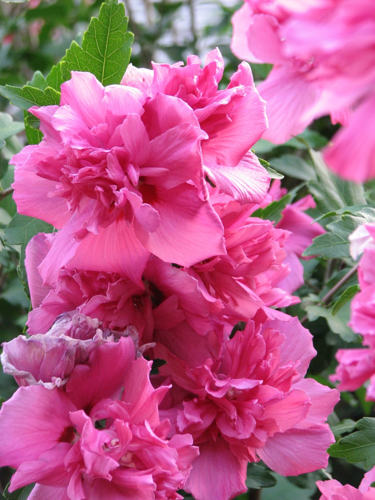 South Burlington, VT flowersAugust Litter with a Story To Tell