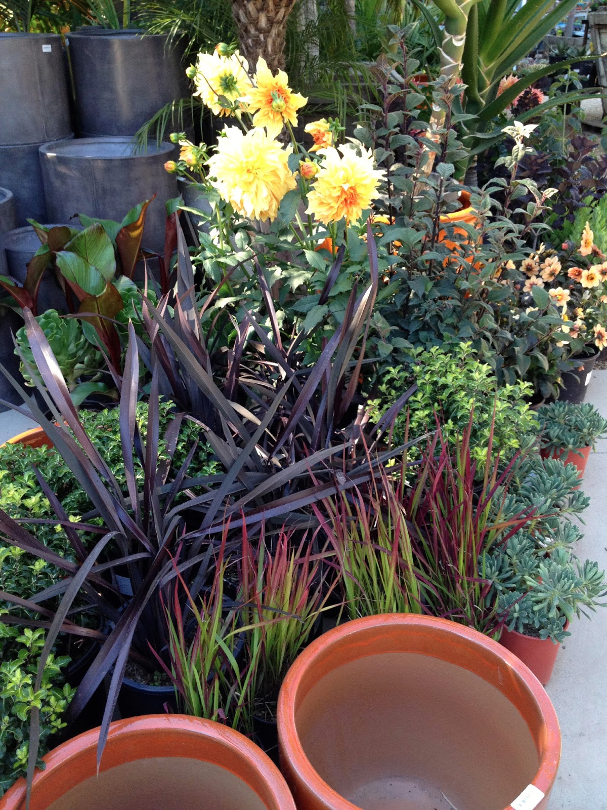 Garden Bliss Visit to Flora Grubb Gardens in San Francisco