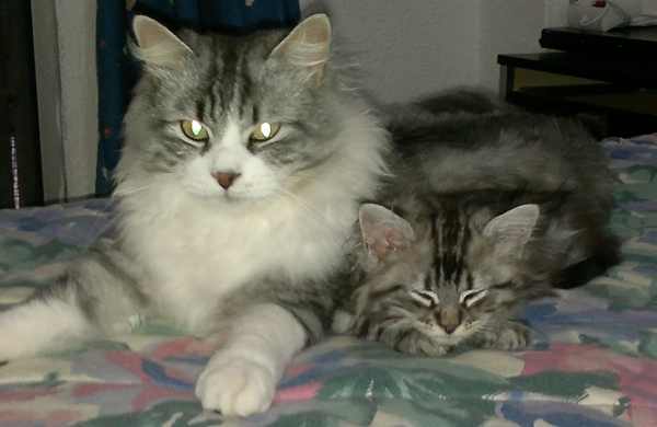 Norwegian-forest-cat-personality