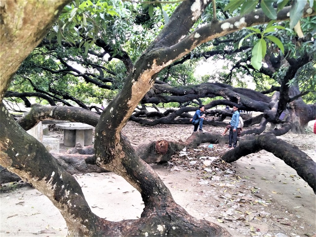 World's largest mango tree History and Travelworld heritage BD