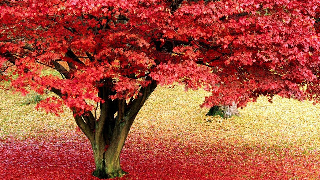  Kırmızı Ağaç