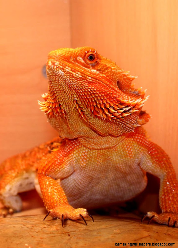 super-red-leatherback-bearded-dragon-3