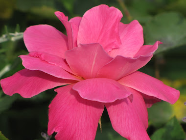 Perfume Pink Rose