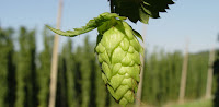 green hops growing green hops