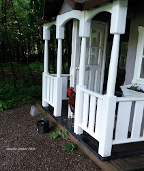 chickens drink rainwater chicken