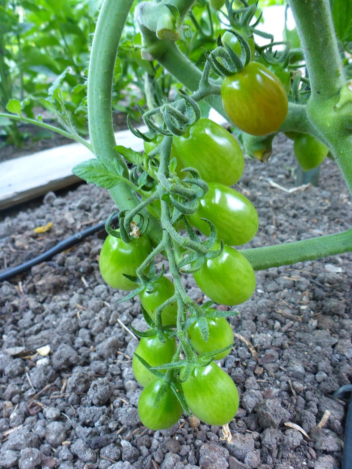From Seed To Table Variety Spotlight Piccolo Dattero Cherry Tomatoes