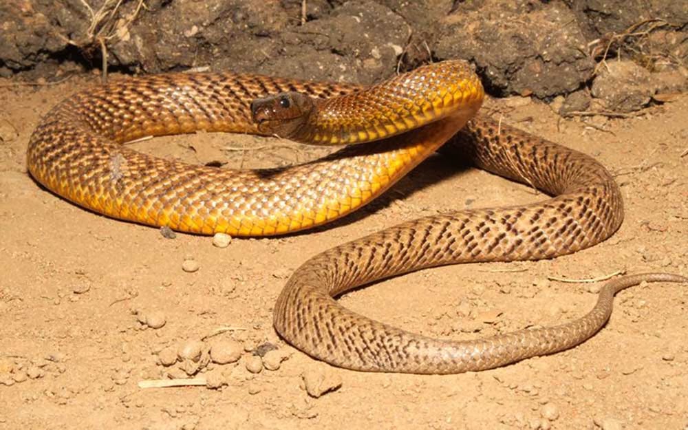 Top 10 cobras mais venenosas do mundo
