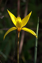 Tulipa sylvestris sbsp, australis