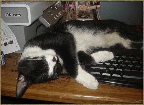 If kitten.exe has crashed on your keyboard... • Cat GIF Website