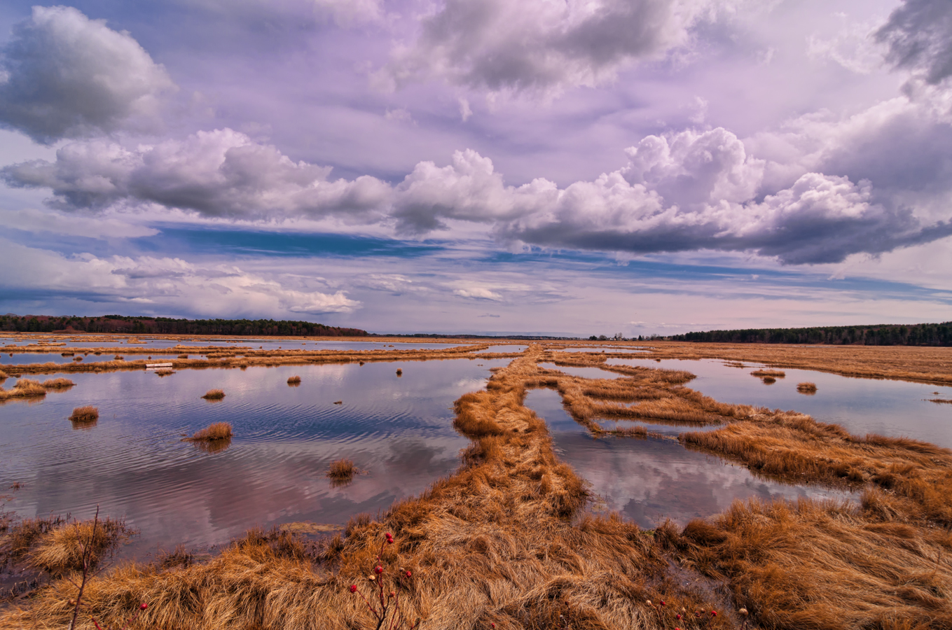 photo quest: Another trip to Scarborough Marsh