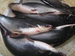 budidaya ikan patin