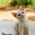 Mavi Gözlü Kedi