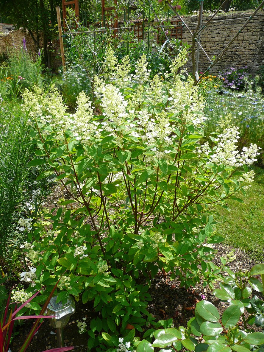 Roses Du Jardin Cheneland Hydrangea Paniculata Levana