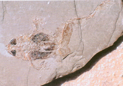 restos fosiles de Eodiscoglossus
