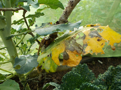 Dead leaves of brassicas  The 80 Minute Allotment Green Fingered Blog