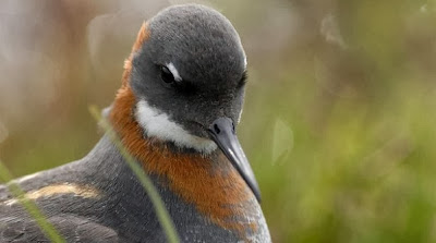  Burung ini merupakan salah satu jenis burung langka asal Inggris yang mempunyai siklus mig Burung Red-neck Phalarope selalu terbang lintas benua setiap tahunnya