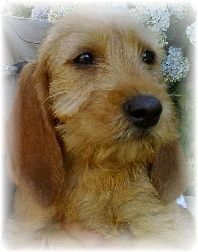 Basset leonado de Bretaña Las Dunas Galeria de Fotos de Basset Leonados