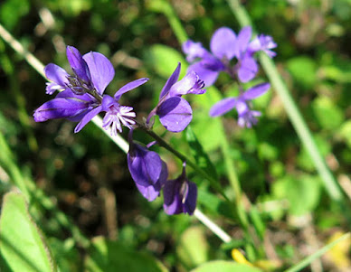 Flores azules de Poligala (Polygala vulgaris)