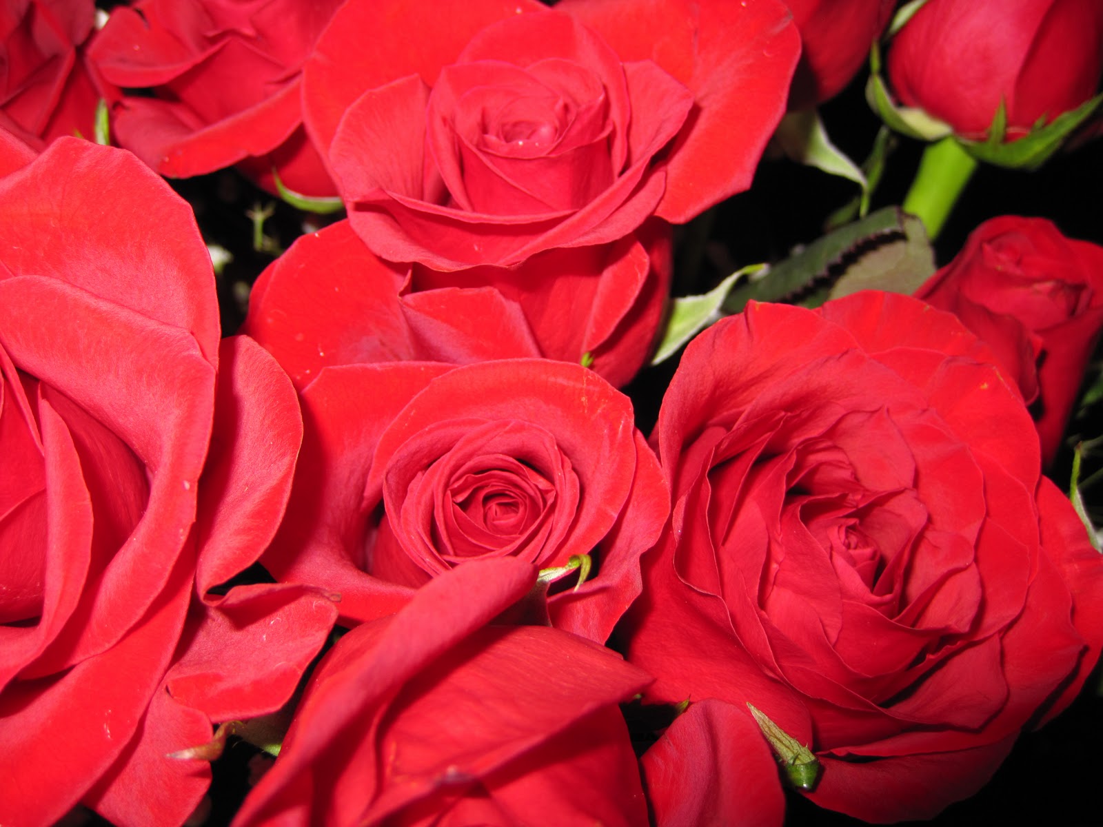 potd: 46: roses are red