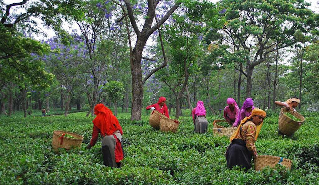 Bir billing Tea Factory