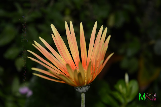 Metro Greens: Orange Gerbera Metro Greens: Orange Gerbera