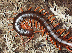 centipede animal centipedes bite wildlife pets around
