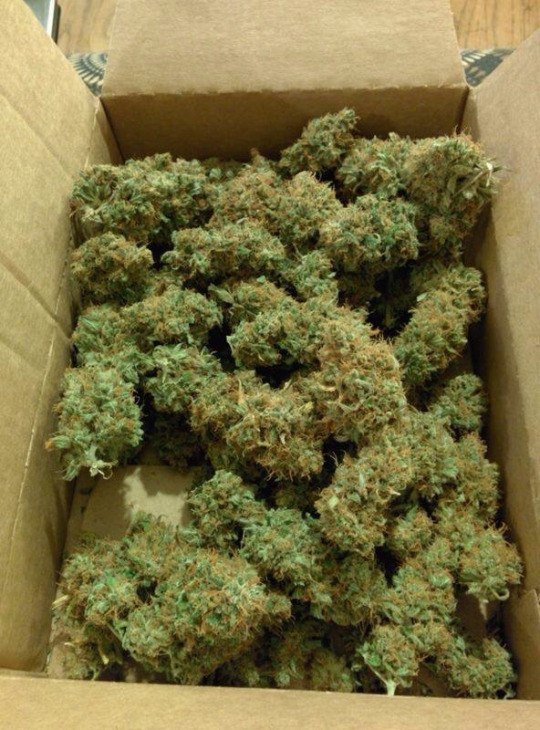 TOP SHELF WEED SUPPLY