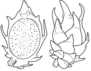 Sketsa Buah Naga Sketsa Buah Naga