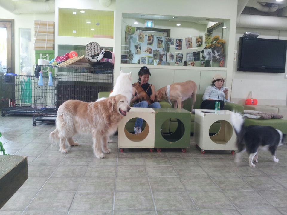 Where will my feet take me next? Dog Cafe Hongdae