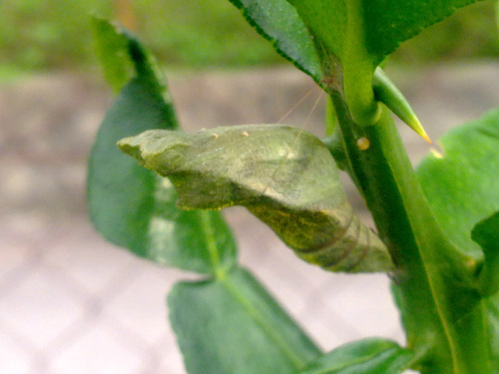 MY MALAYSIA PHOTOS: KEPOMPONG RAMA-RAMA