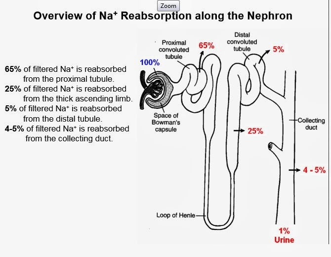 Human Medical Physiology Renal Physiology