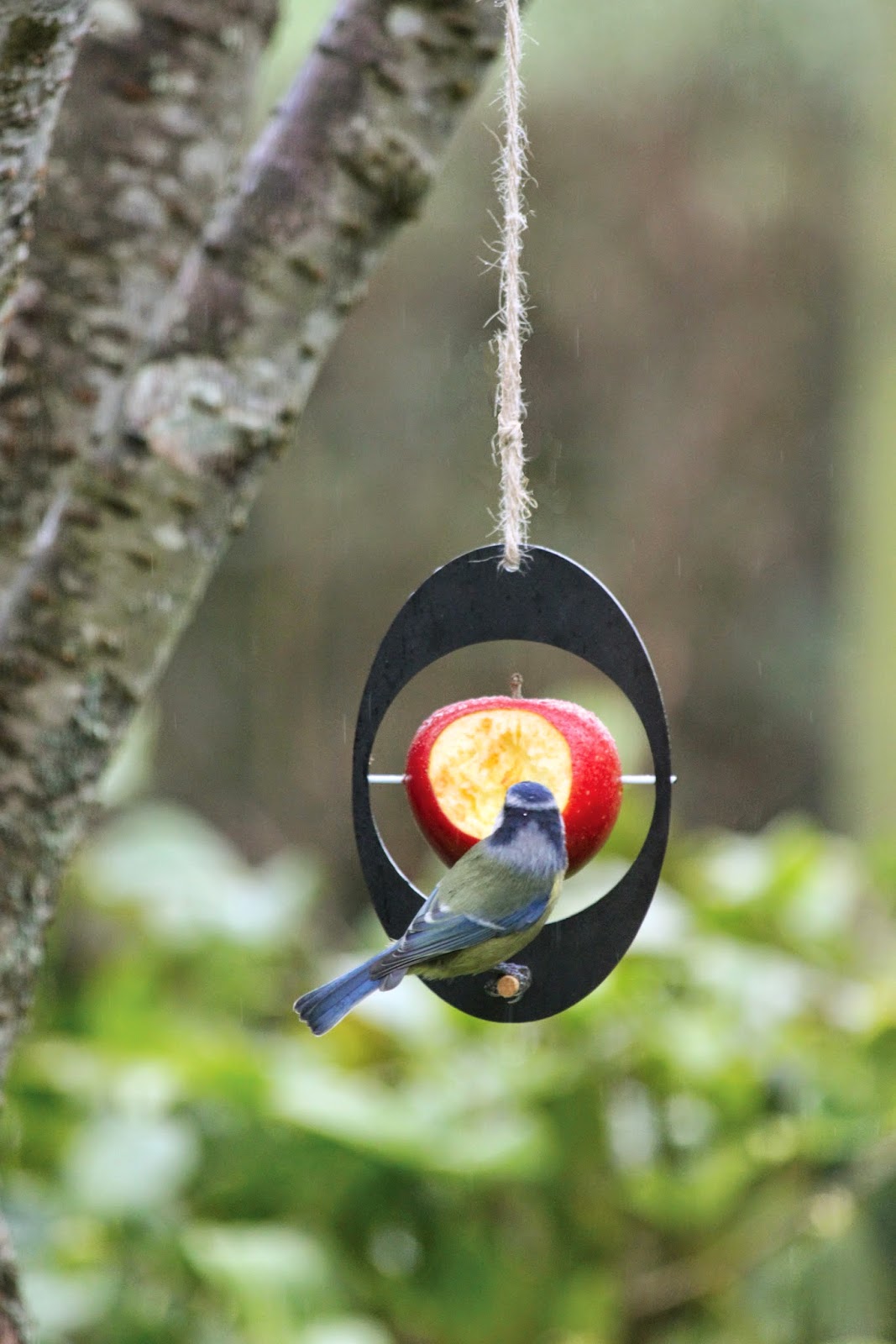 Bird In Everything: Recycled Bird Feeder