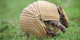 9 Hewan Dengan Adaptasi Tingkah Laku