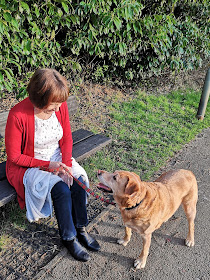 woman resting on a dog walk, with a labrador