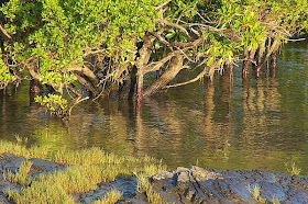 mangrove, trees, river, reflection