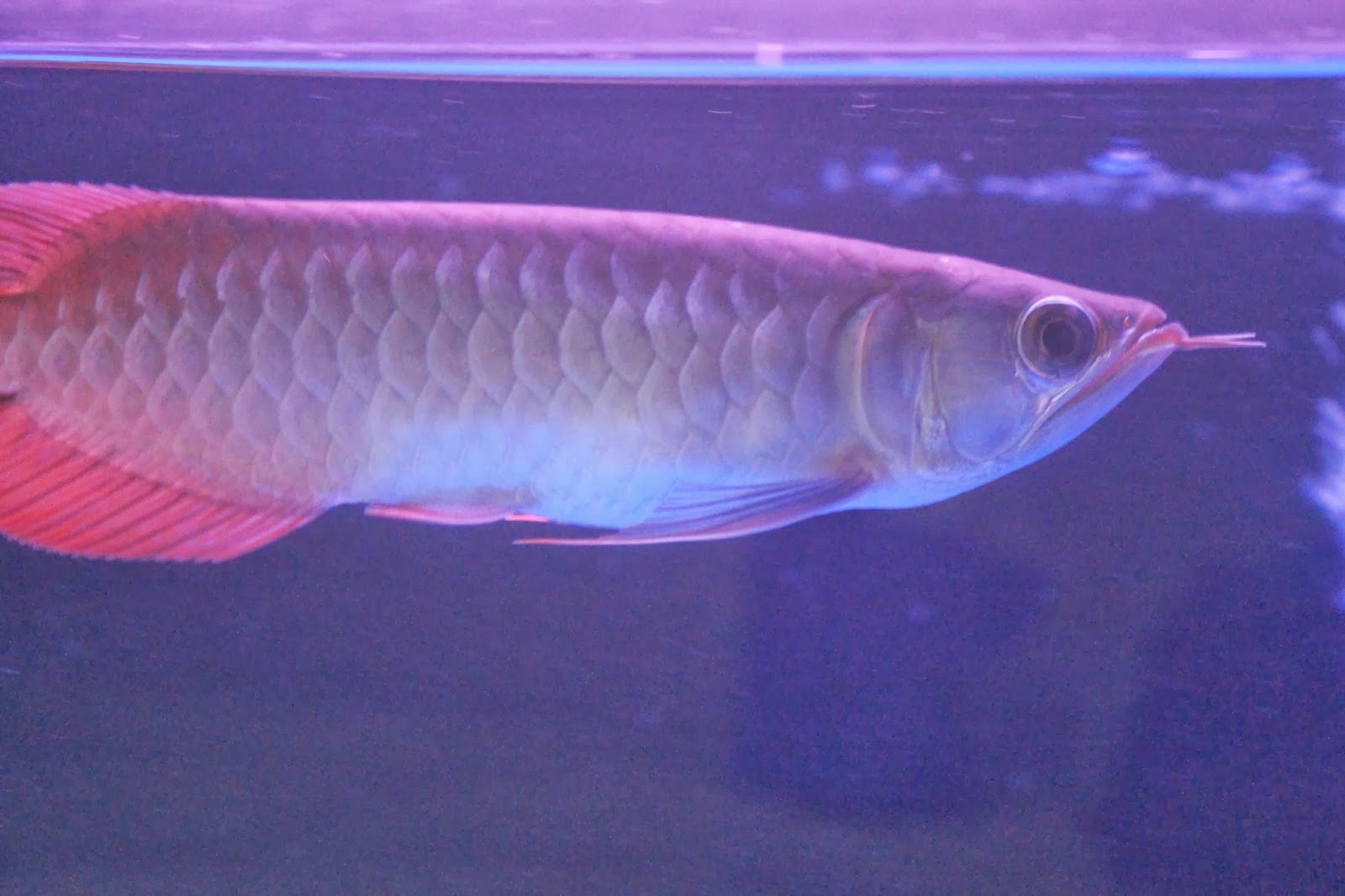 PoLuRsE ArOwAnA Chili Red Arowana 89inch up for sale....(SOLD OUT)