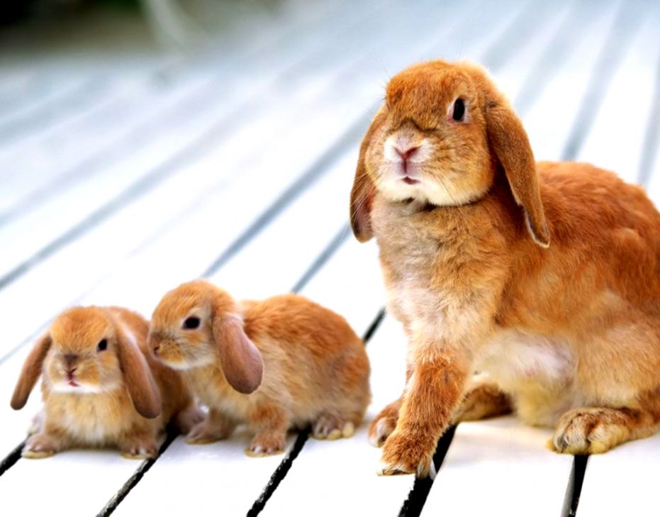 Cute Sleeping Rabbit Animal Wallpaper Mega Wallpapers