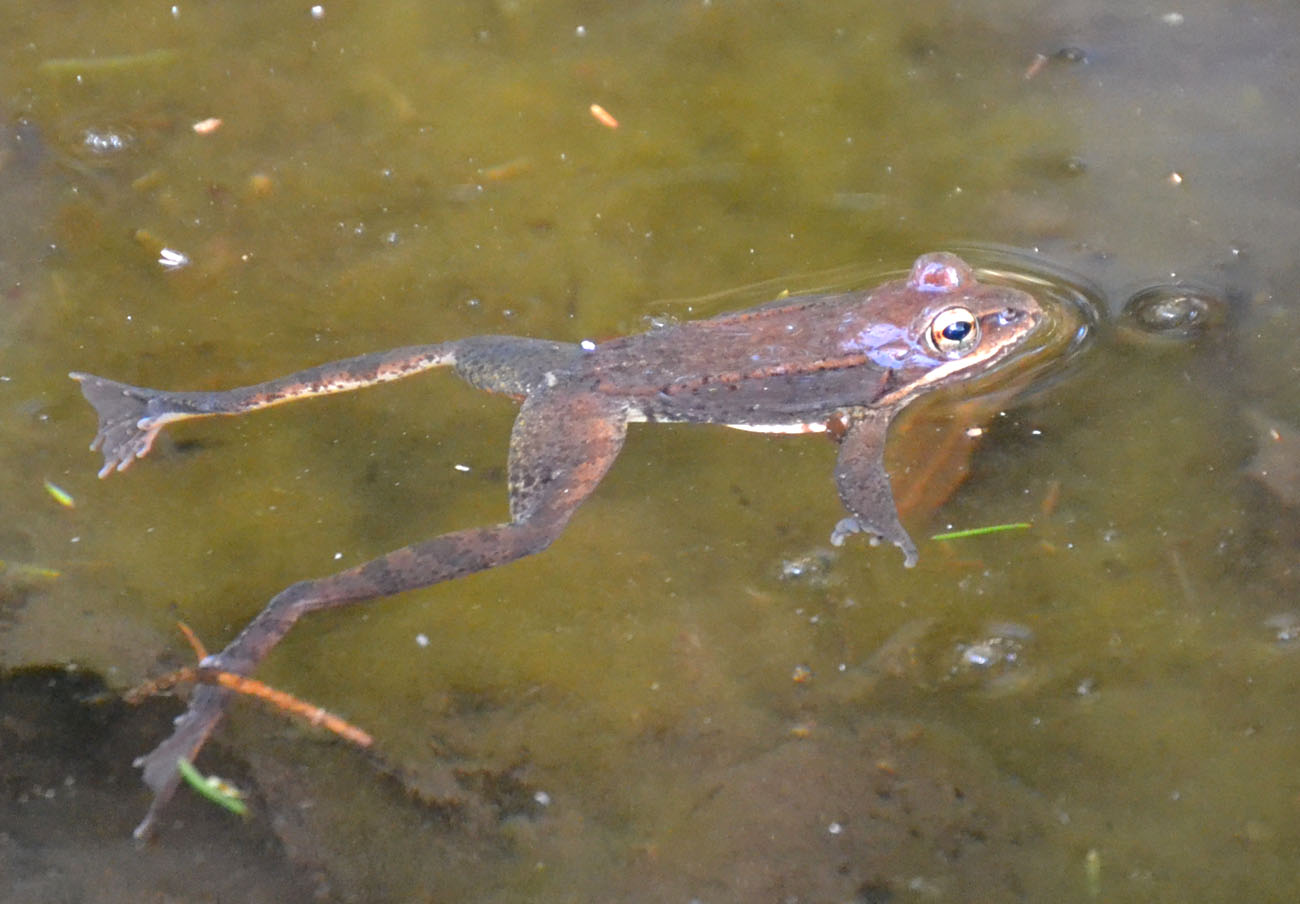Woods Walks and Wildlife Many FirstsoftheYear