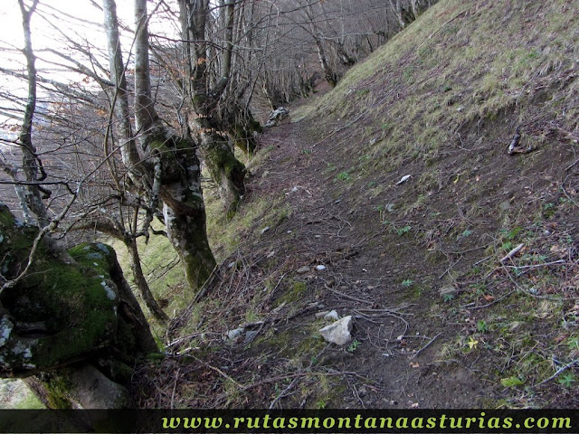 Sendero entrando en hayedo