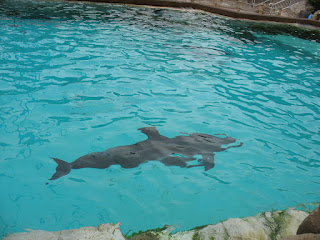 mind girl rocky dolphins reserve point