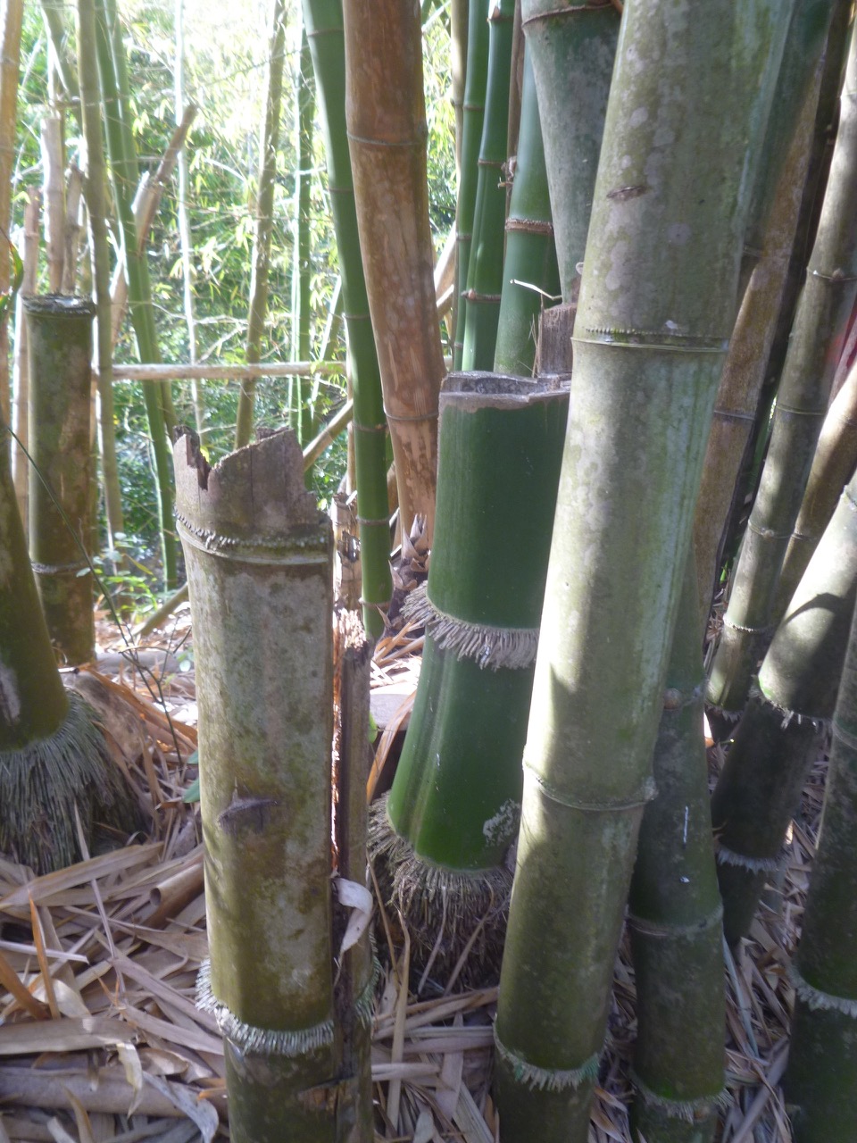 The dark side of Bamboo