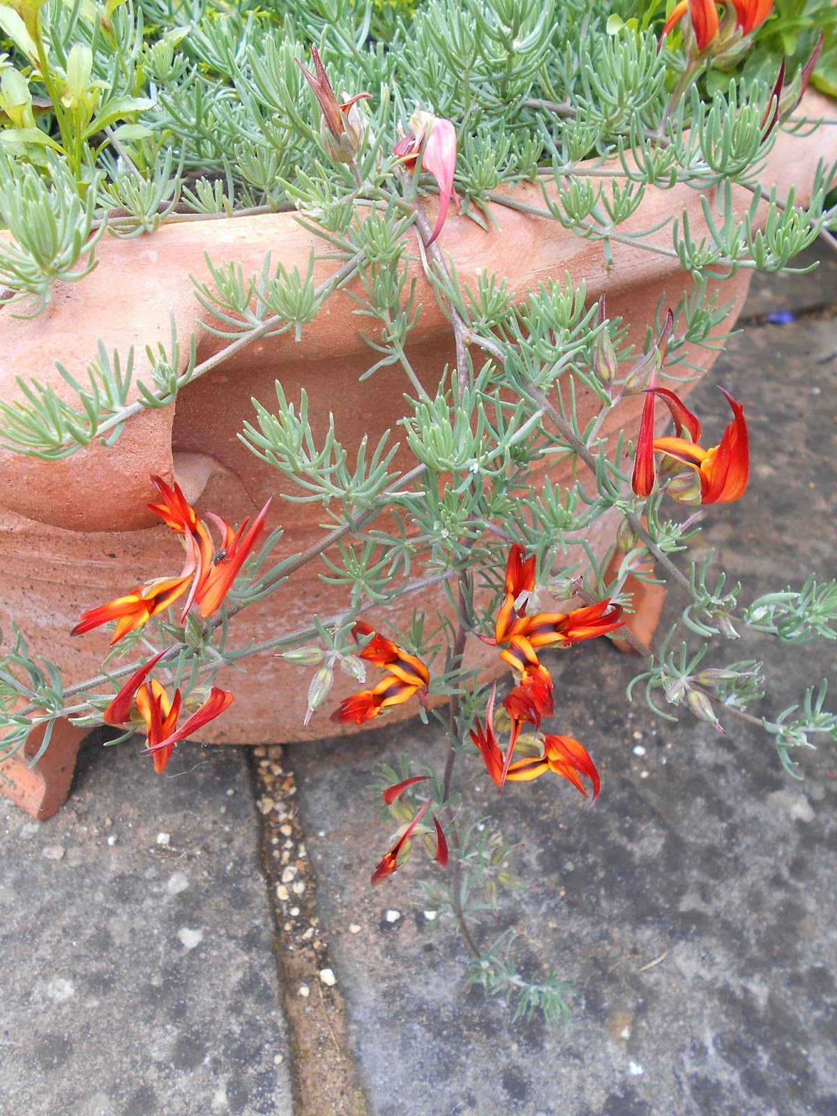 Tony's Blog Lotus berthelotii