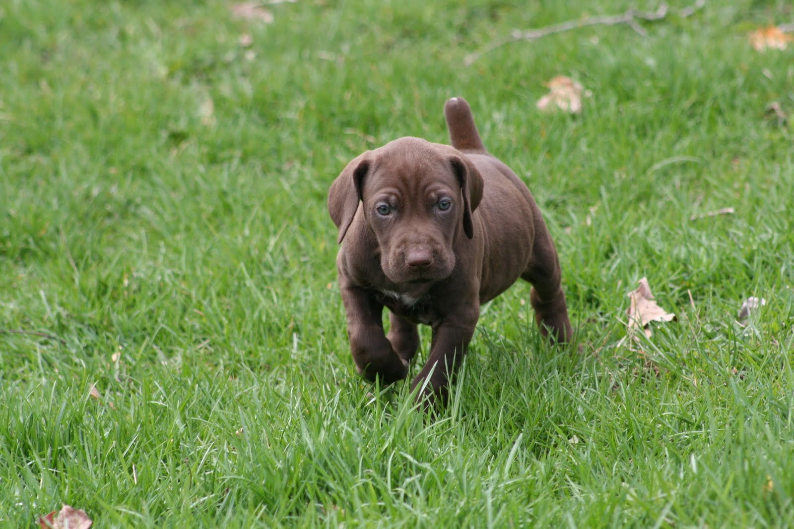 Mapleton Farm Sales List: Liver German Shorthaired Pointers