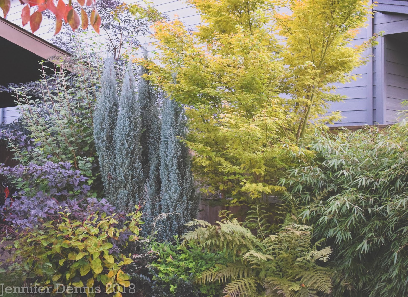 Future Plants By Randy Stewart Euonymus