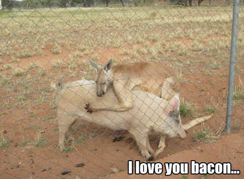 30 Funny animal captions, best funny captioned pics, animal meme, animal pictures with sayings