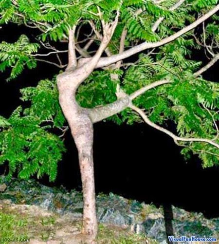 Pohon yang berwujud Seorang wanita lagi menari-nari