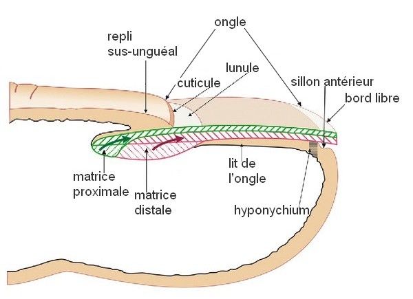 Anatomie de l'ongle