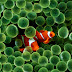 Iphone Clownfish Wallpaper 4k
