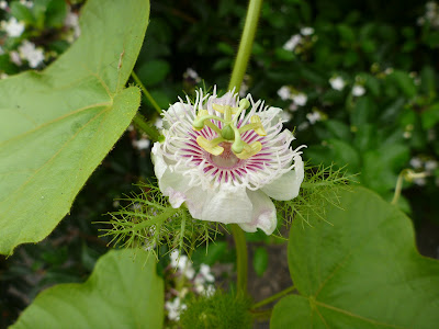 Passiflora foetida var. galapensis