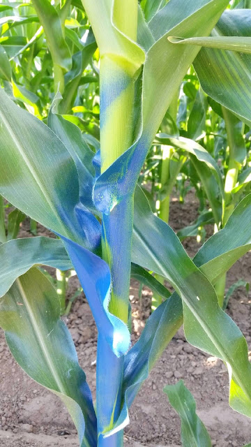 Fast-Growing Corn  (LAND OF LIQUID Blog)